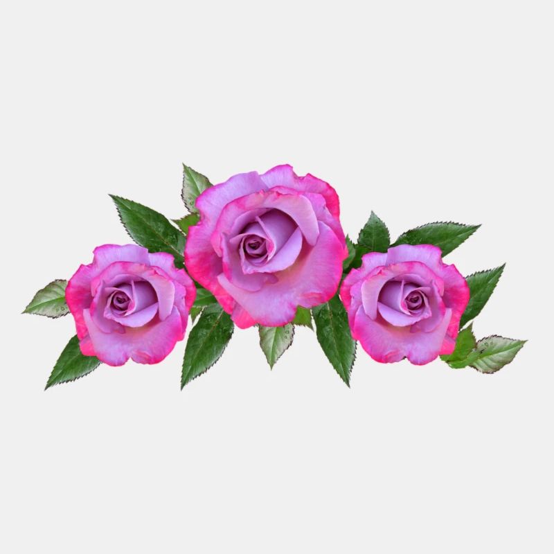 roses