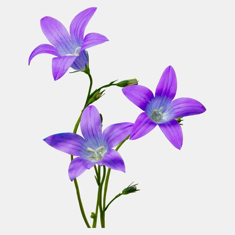 Jacinthes