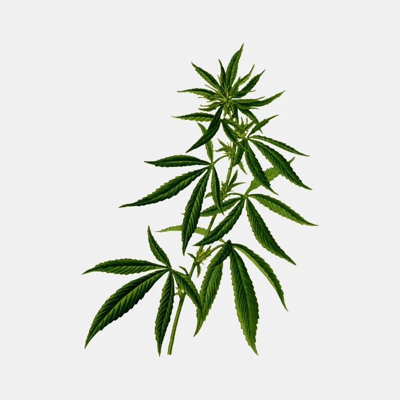 Cannabis