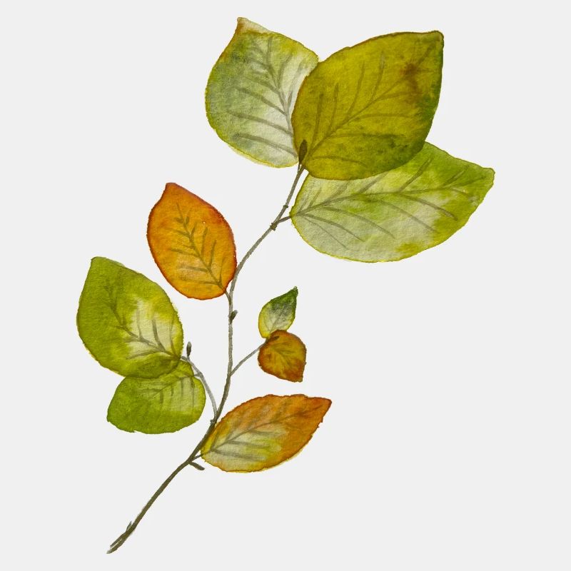 Feuilles de hêtre