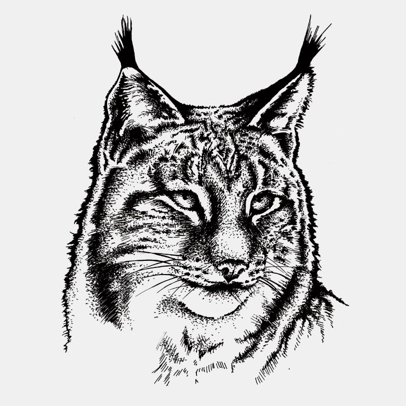 Luchs
