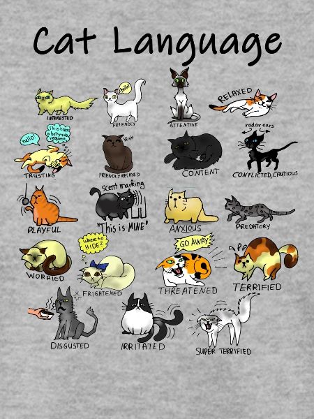 Cat Language