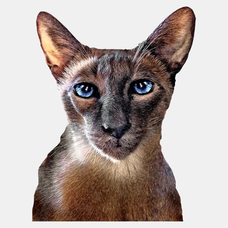 Orientalische Katze