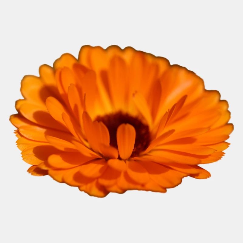 Ringelblume