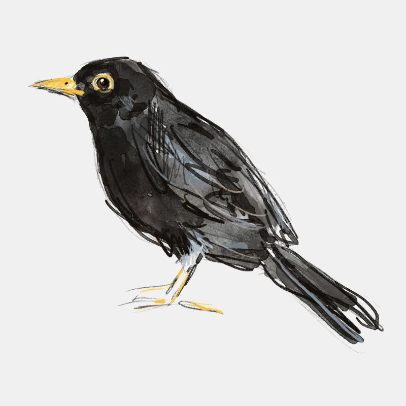 blackbird