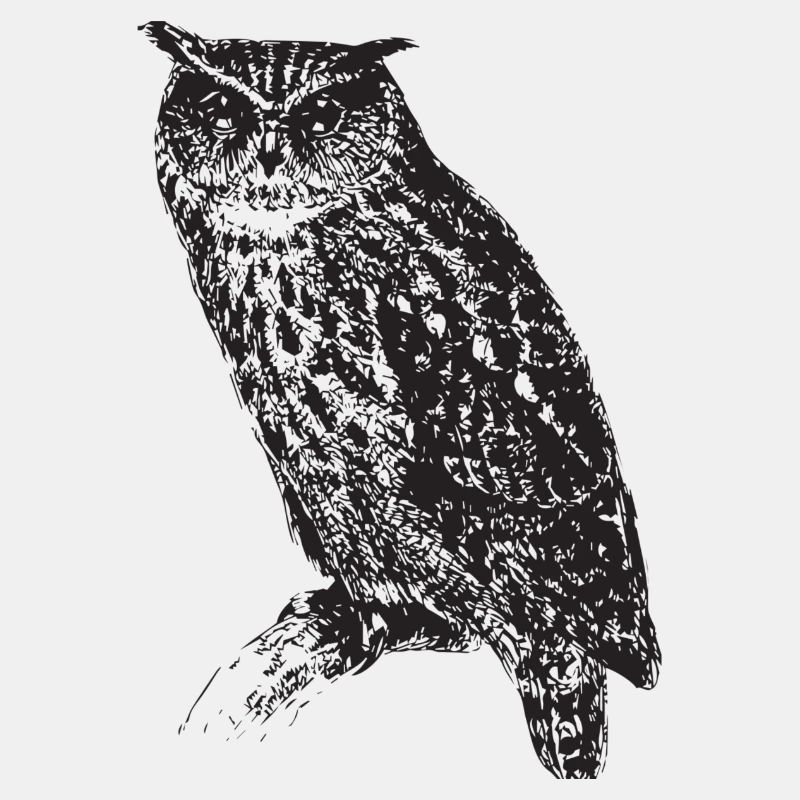 Eule Tier