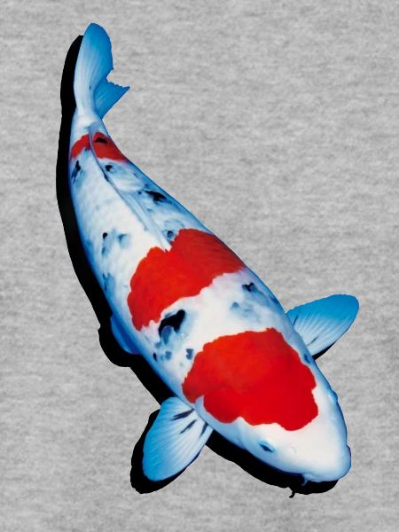 Koi