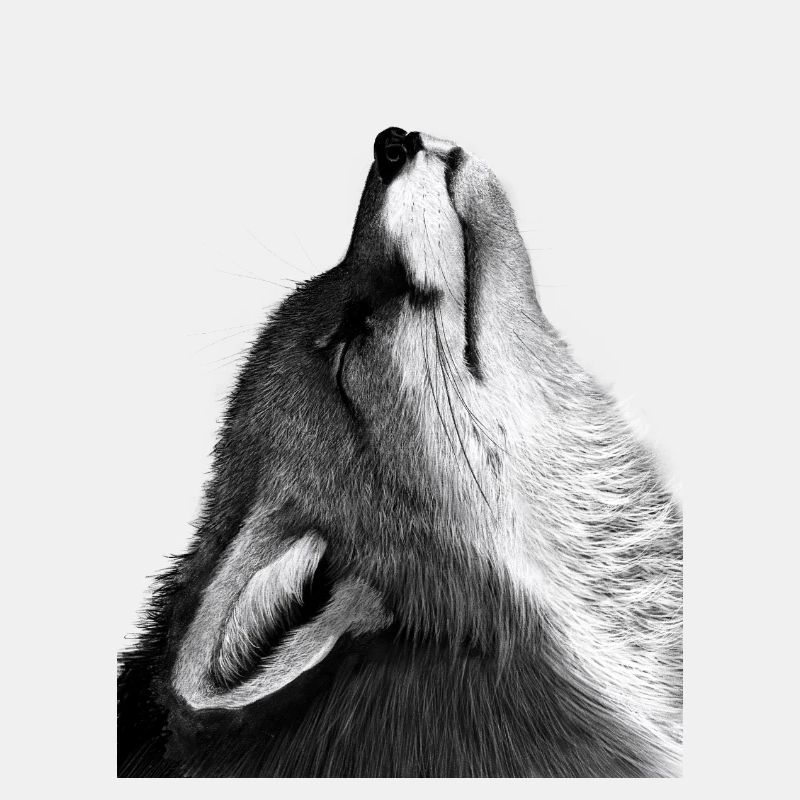 Fuchs