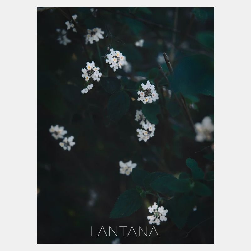 Lantana