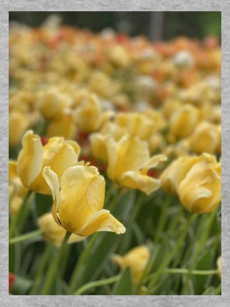 Tulpenmeer gelb