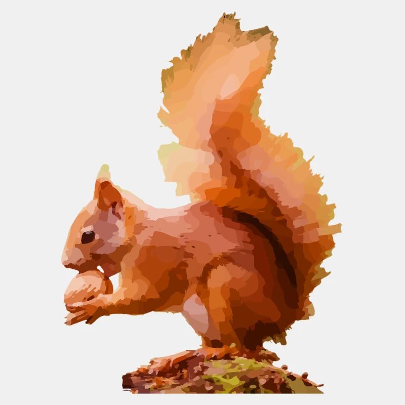 Eichhörnchen