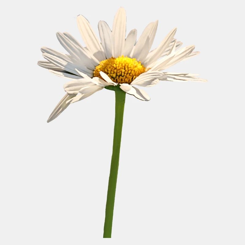 Blume
