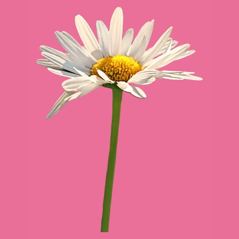 Blume