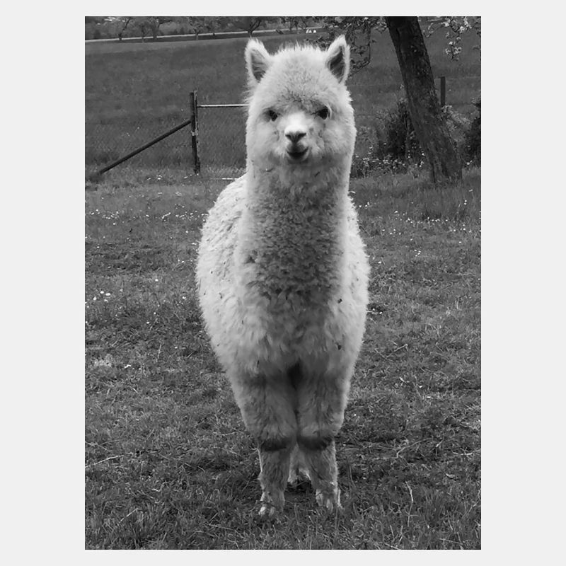 alpaca