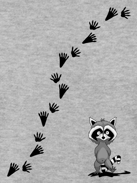 Waschbär mit Spuren