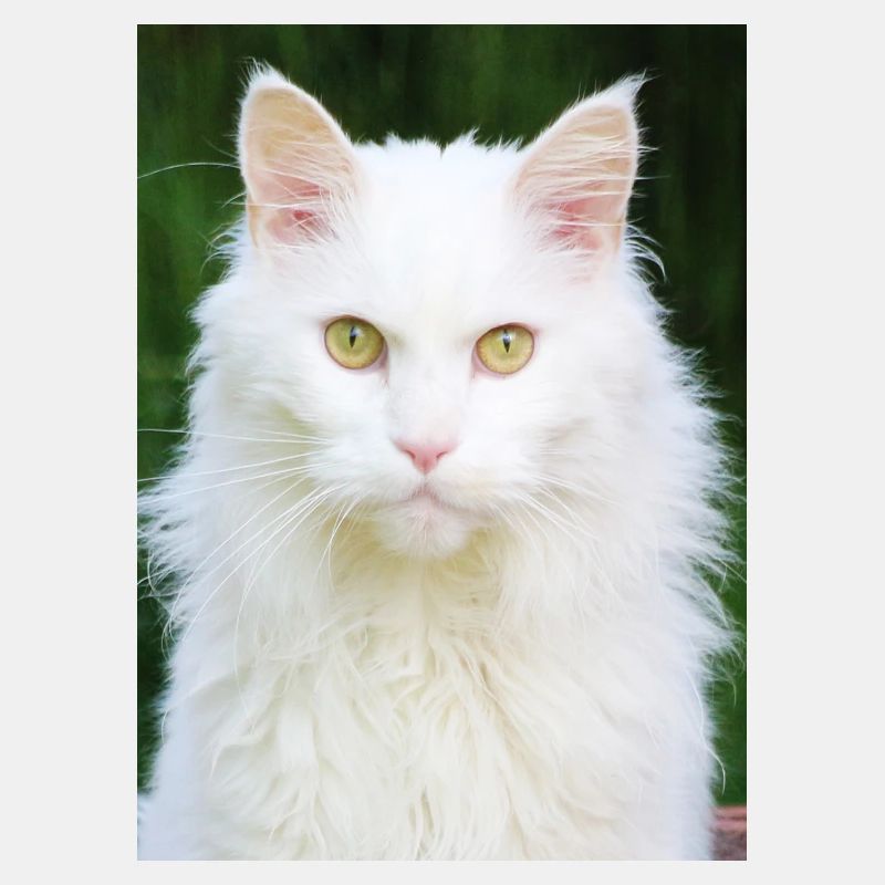Katzen