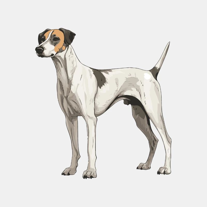 Lévrier chien animal