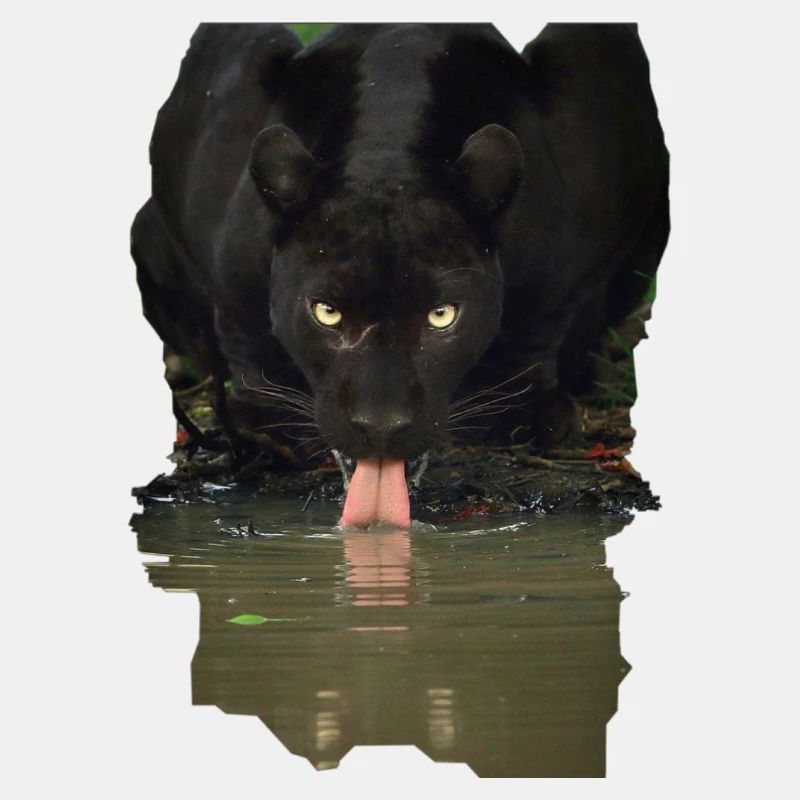 Tiere
