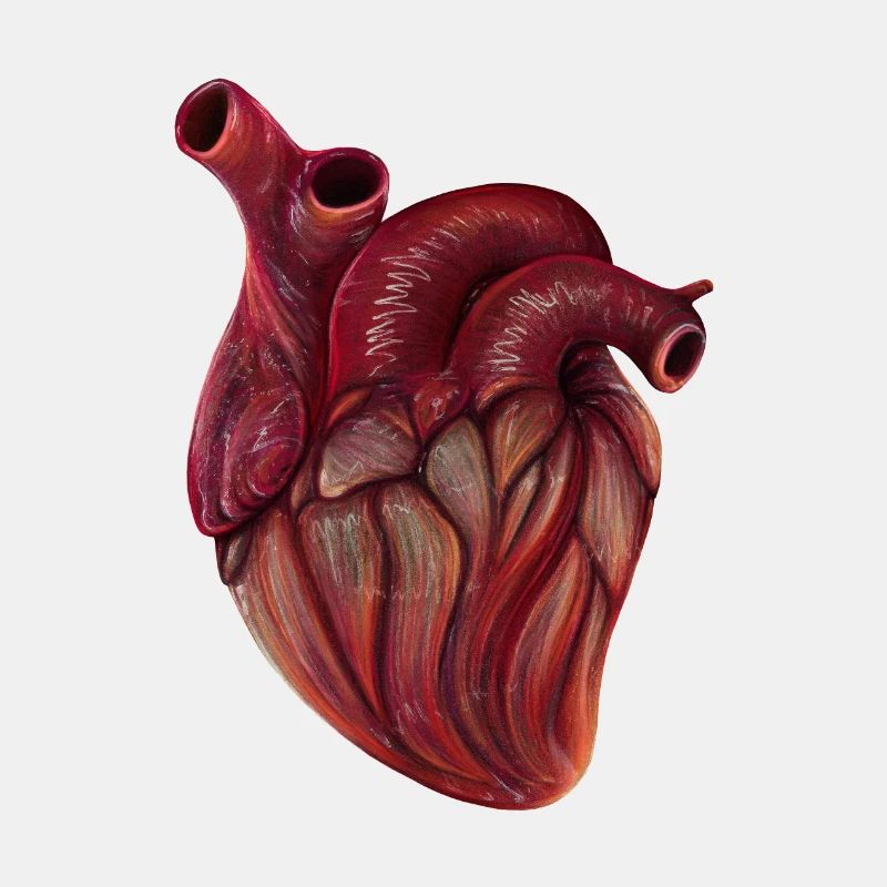 Realistic Heart