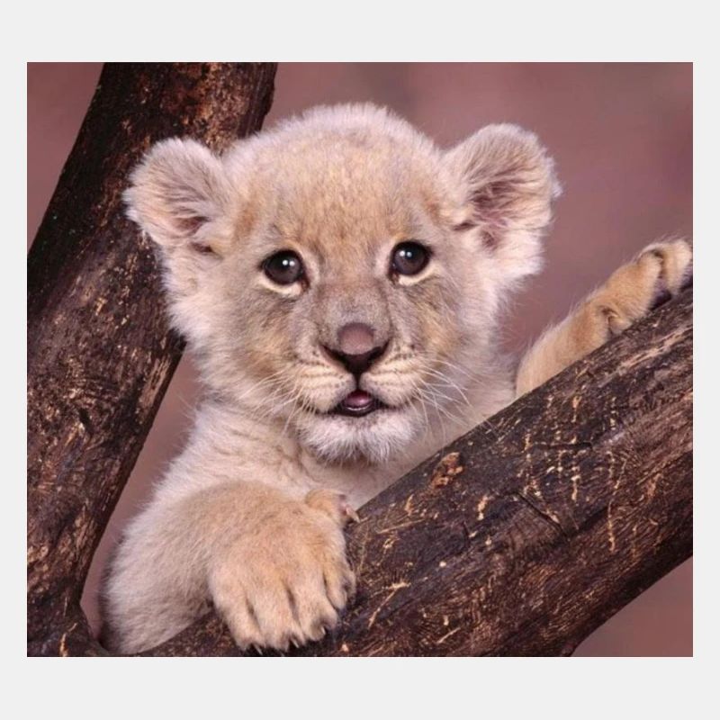 BABY LÖWE