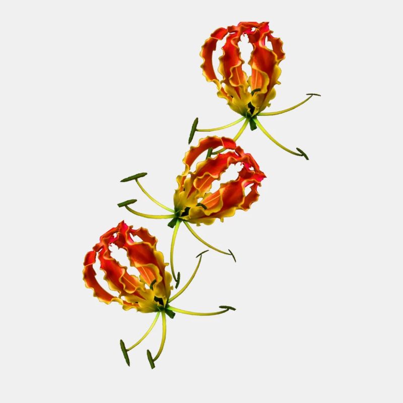 Flammenlilie x 3