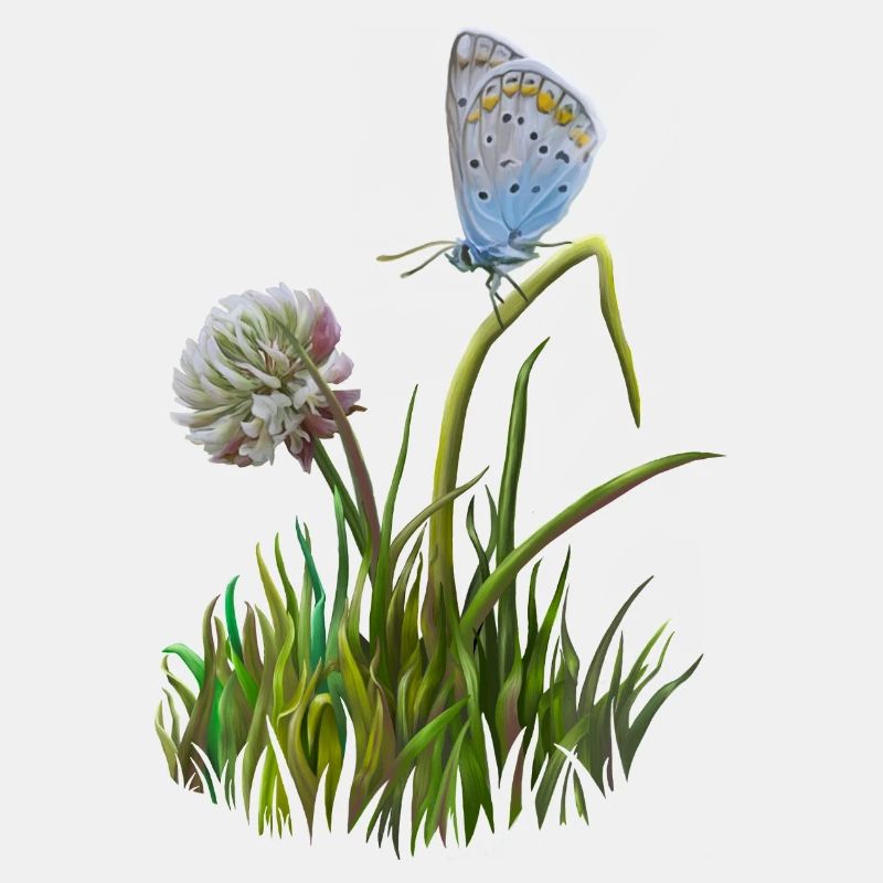 Schmetterling und Klee