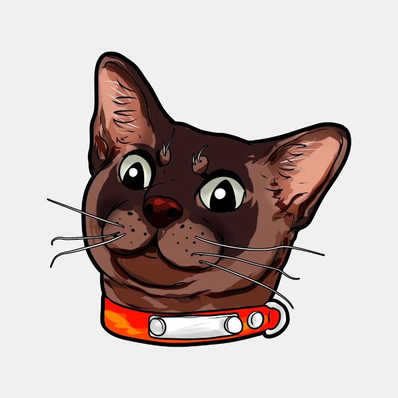 Burmese cat Burma chat visage de chat brun