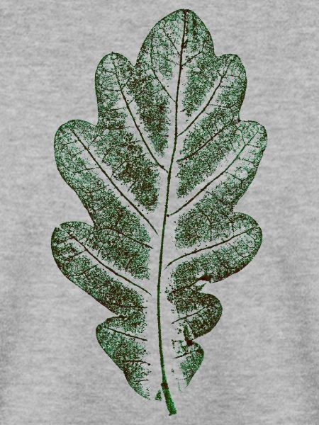 Eichenblatt Naturgrün / Blatt/ Eiche/Baum