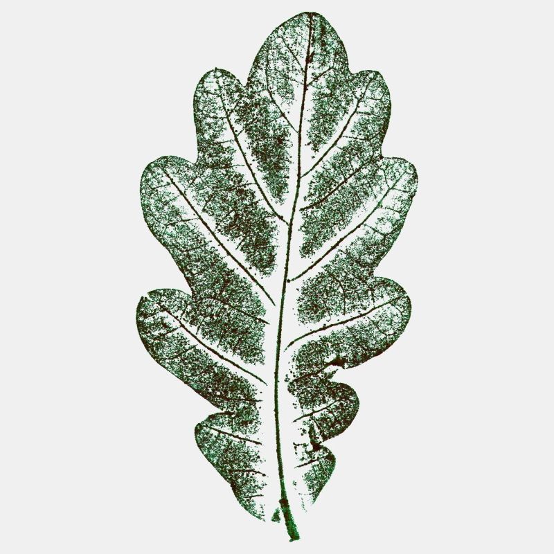 Eichenblatt Naturgrün / Blatt/ Eiche/Baum