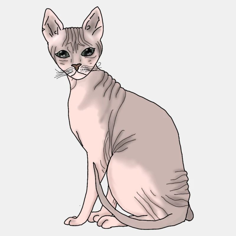 Sphynx