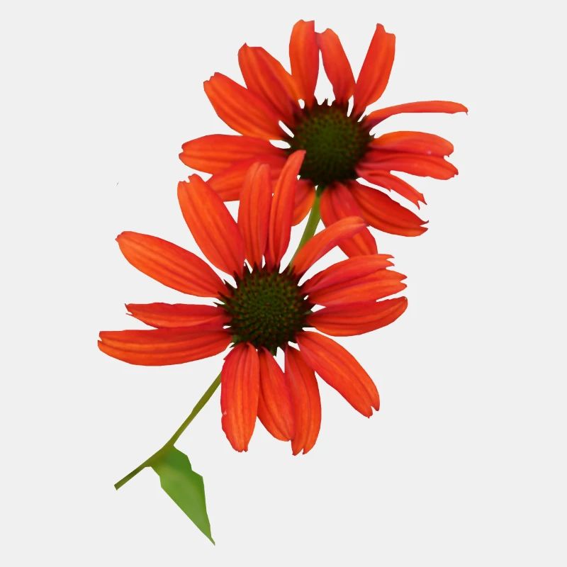 Echinacea has been a medicinal plant since ancient times