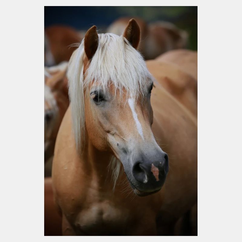 Haflinger