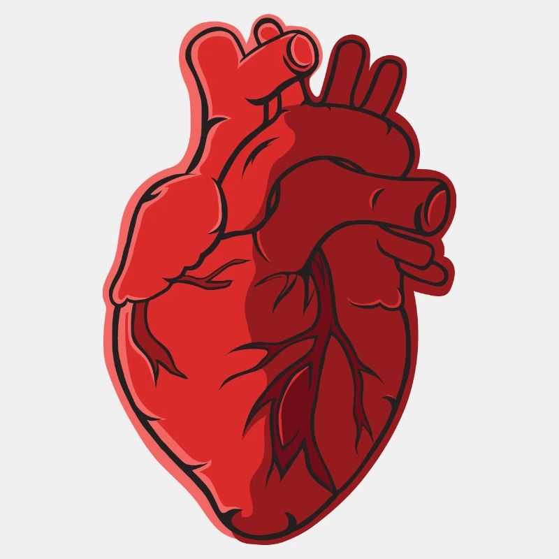 Herz Anatomie