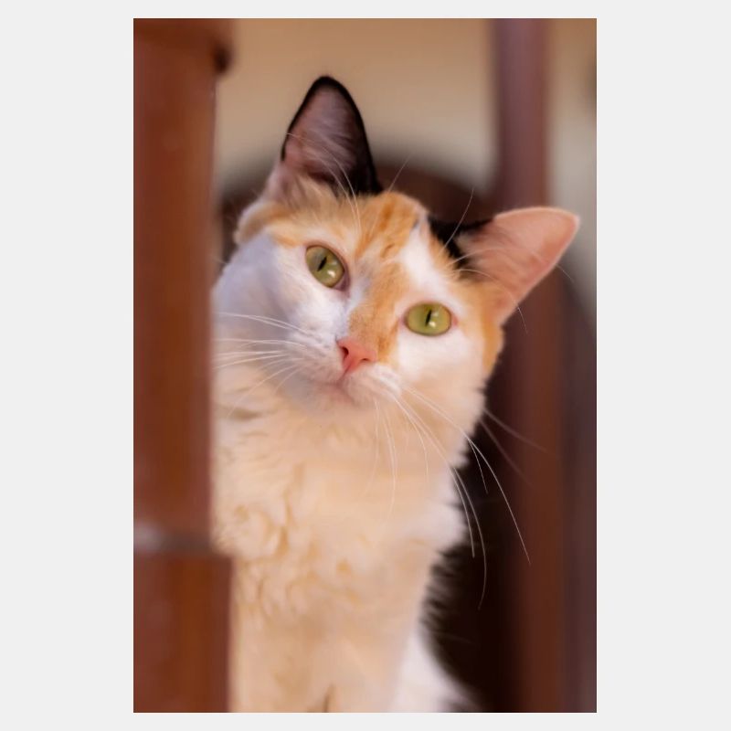 Die Katze