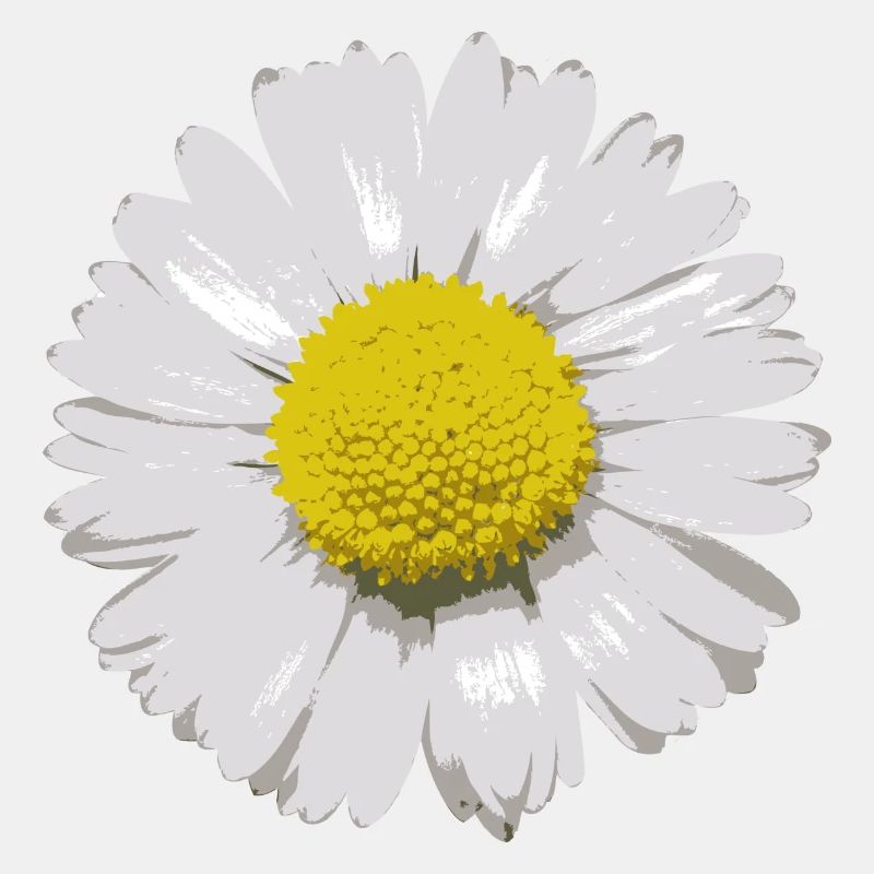 Gänseblümchen