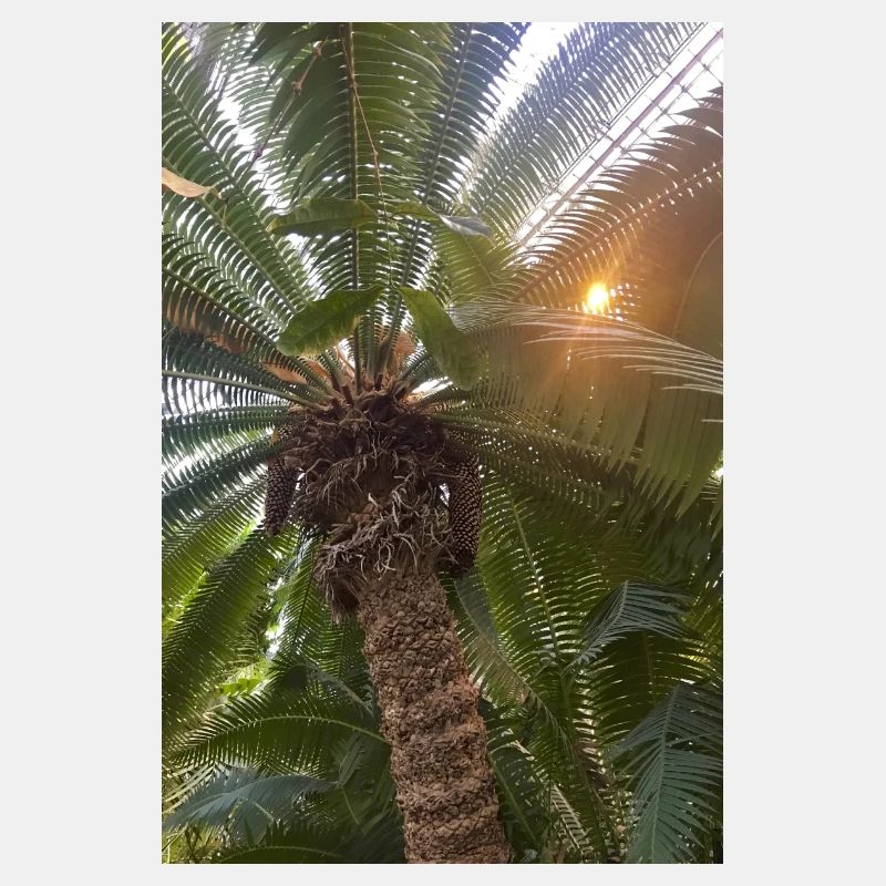 Dattelpalme