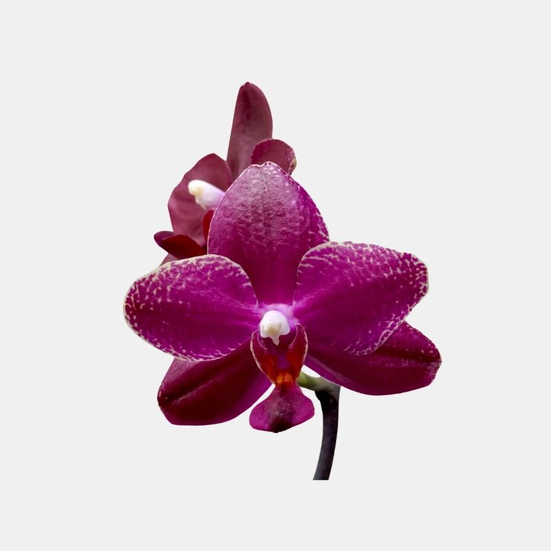 Phalaenopsis salus Fragrancy Fleur d’orchidée