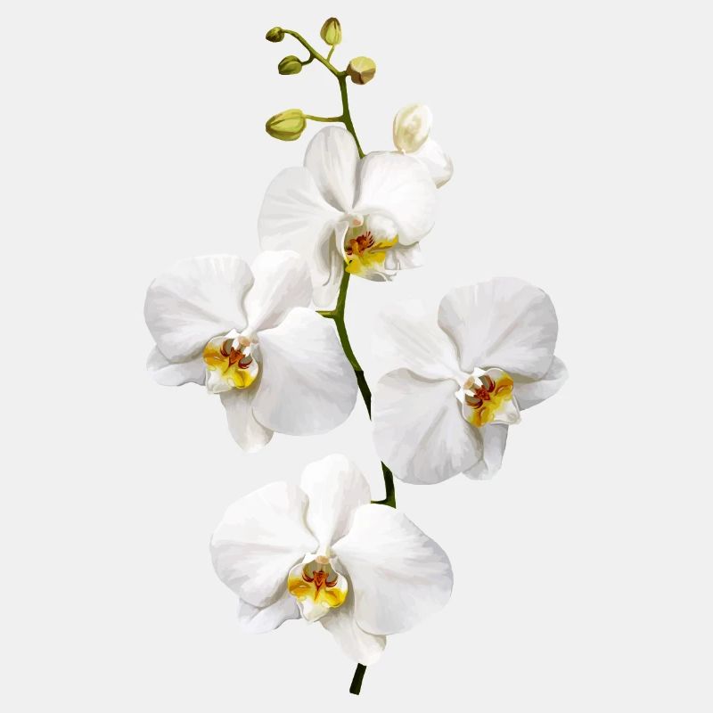 Orchidées