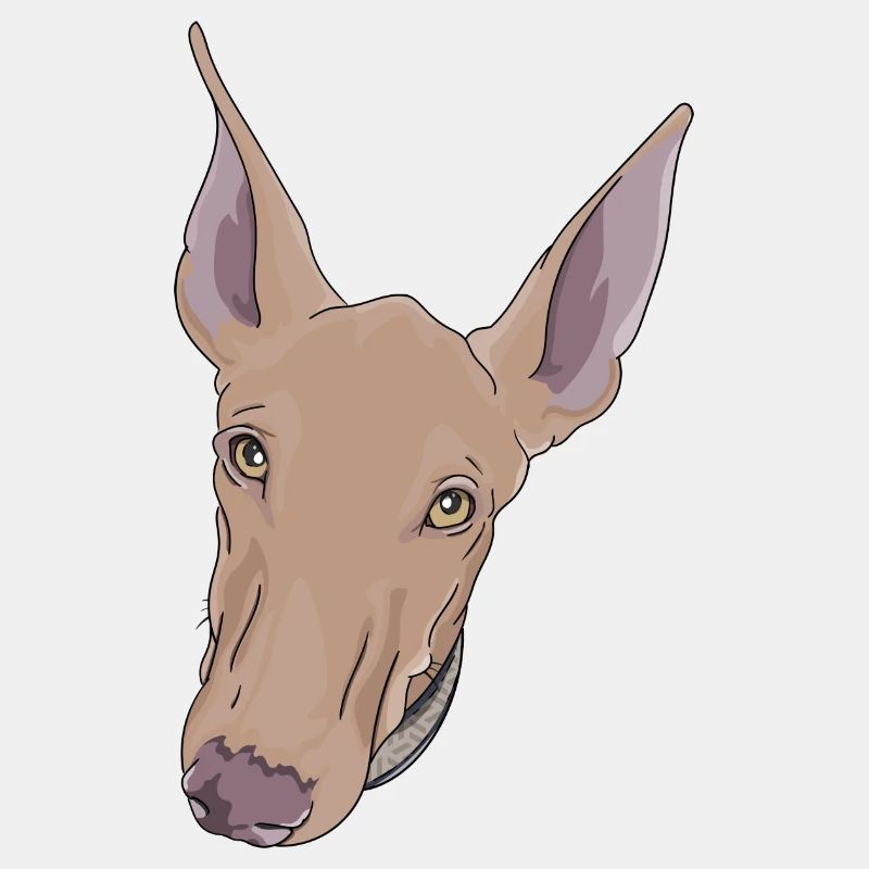 Podenco Canario
