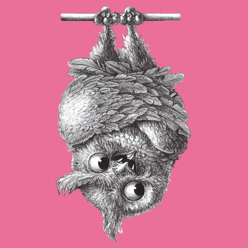 Vampir Eule - Dracula Eule