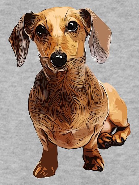 Dackel Teckel Dachshund