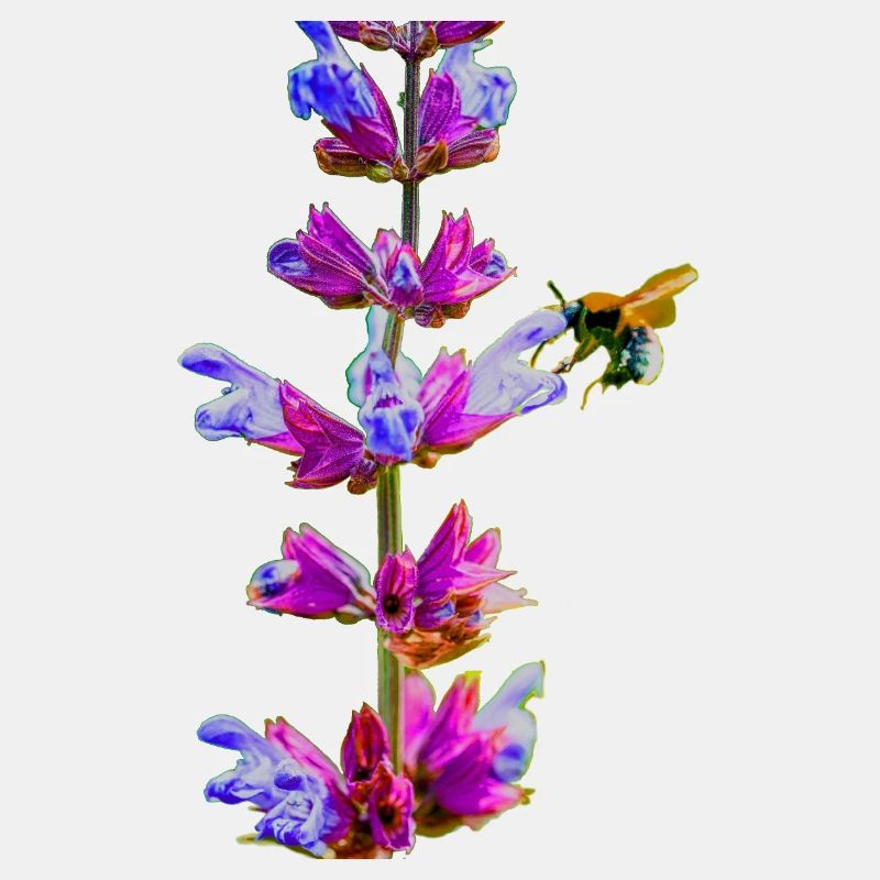 Le bourdon suce le nectar