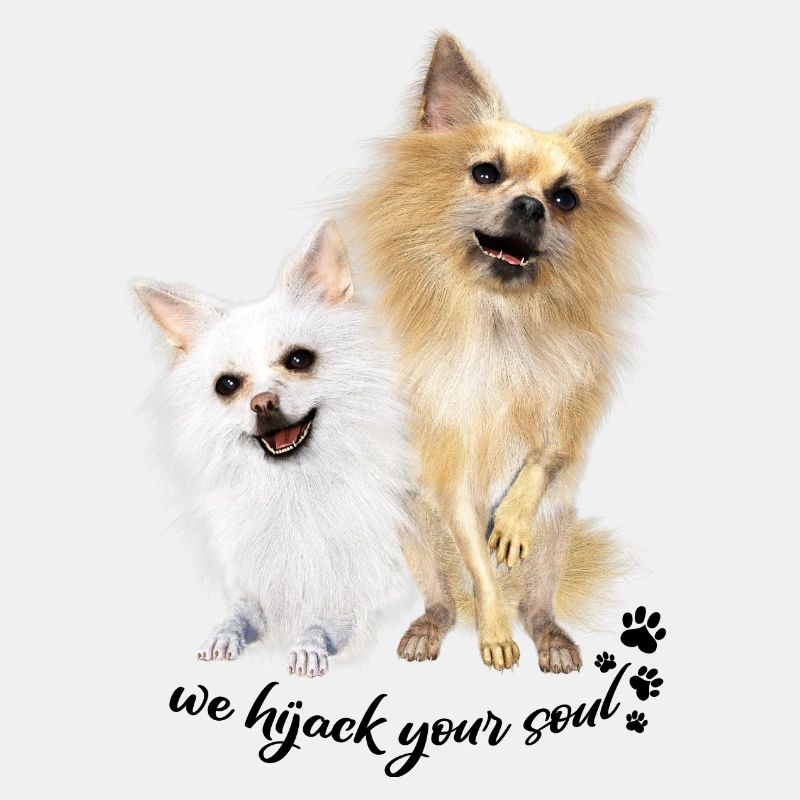 Deux chihuahuas, chiots, chiens