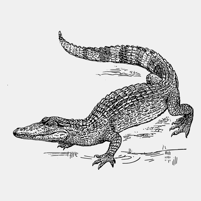 Croco 58