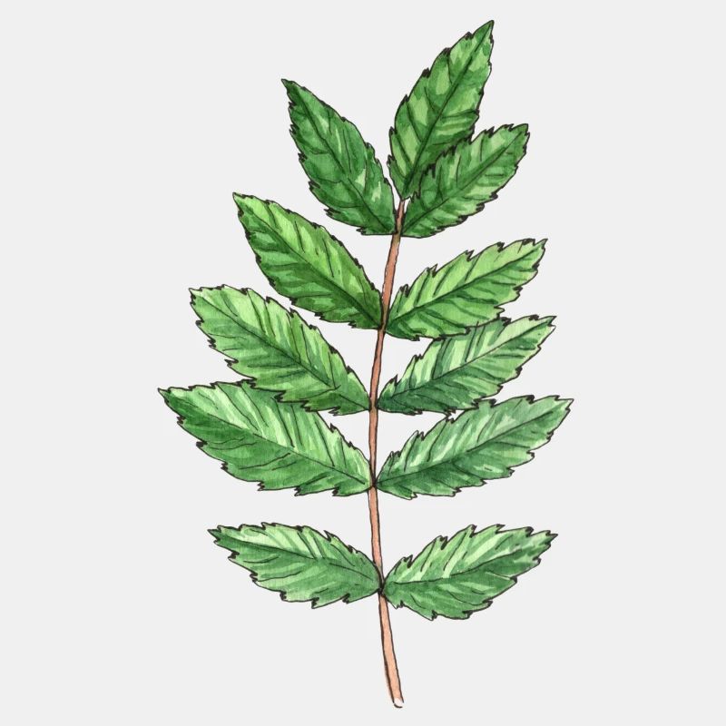 Feuille d'une cendre