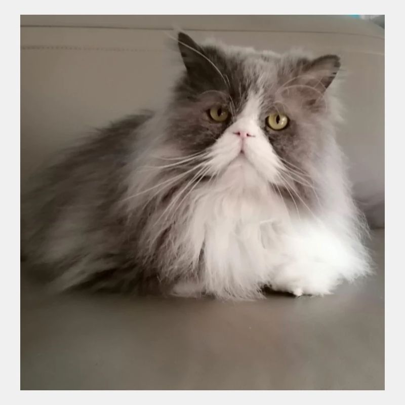 Dream Cat