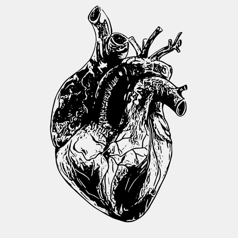 Herz Organ Grafik