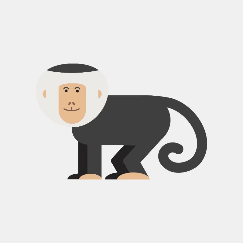 Monkey Capuchin monkey