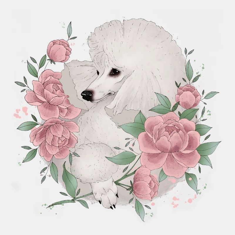 white poodle
