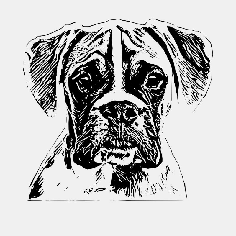 Boxer